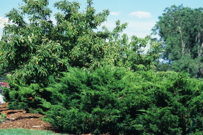 Sea Green Juniper - Juniperus chinensis 'Sea Green' from E.C. Brown's Nursery Sea Green Juniper - Juniperus chinensis 'Sea Green' from E.C. Brown's Nursery