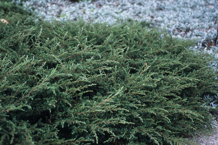 'Repanda' Juniper - Juniperus communis from E.C. Brown's Nursery 'Repanda' Juniper - Juniperus communis from E.C. Brown's Nursery