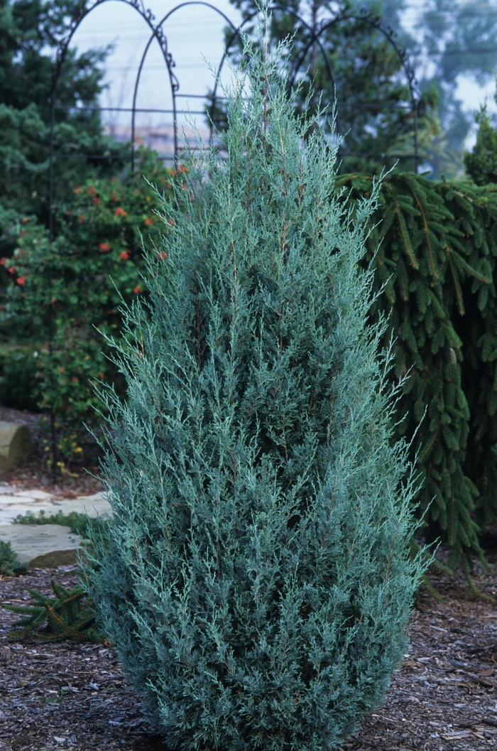 Wichita Blue Juniper - Juniperus scopulorum 'Wichita Blue' from E.C. Brown's Nursery