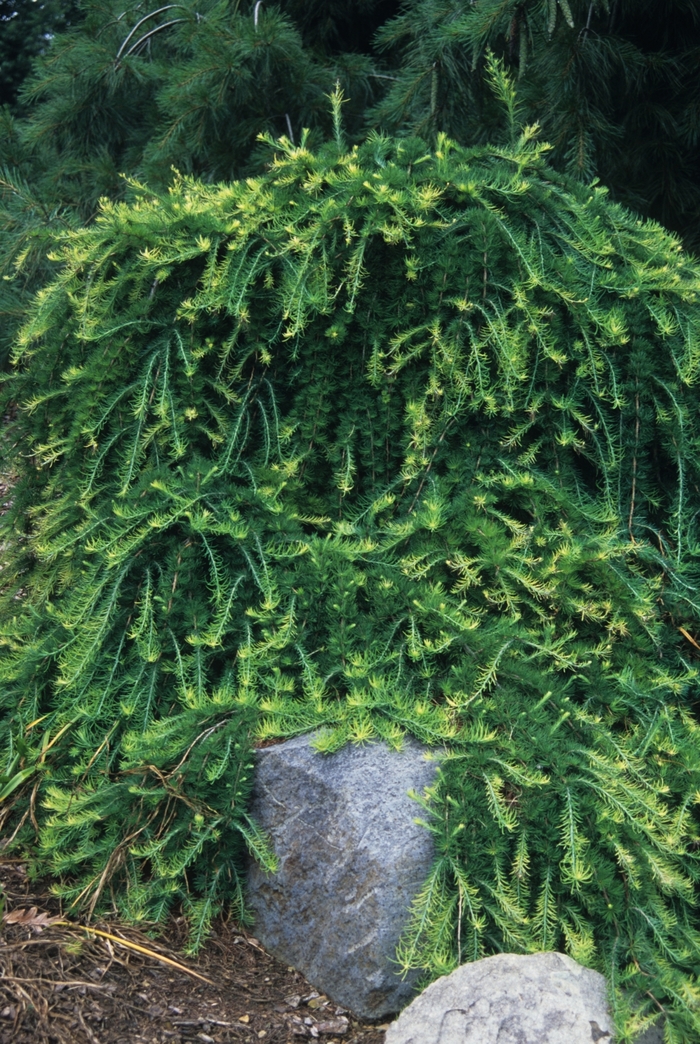 Weeping European larch - Larex decidua 'Pendula' from E.C. Brown's Nursery