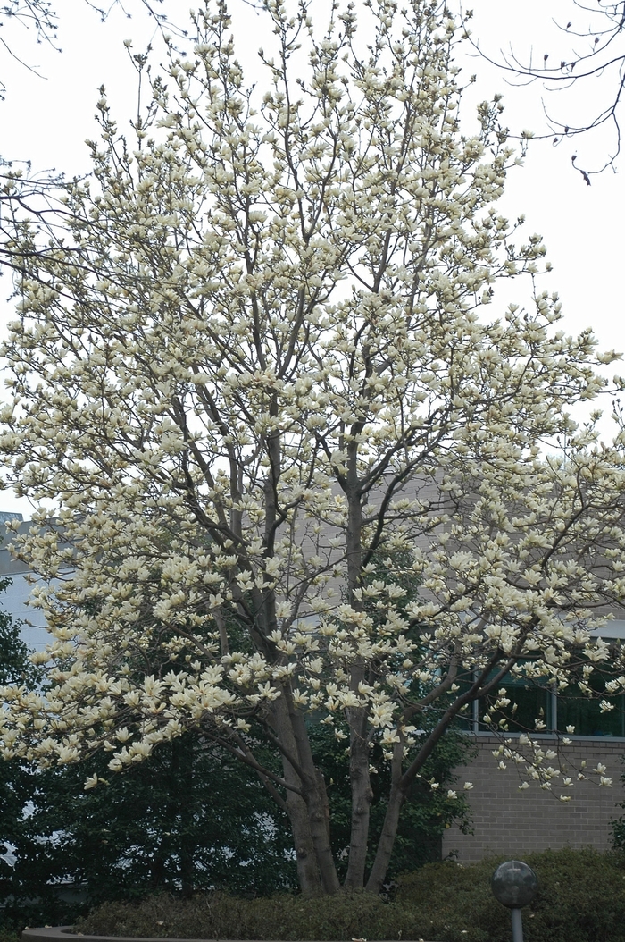 'Elizabeth' - Magnolia x from E.C. Brown's Nursery 'Elizabeth' - Magnolia x from E.C. Brown's Nursery