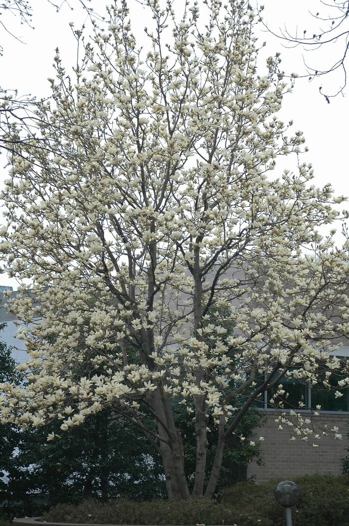 'Elizabeth' - Magnolia x from E.C. Brown's Nursery