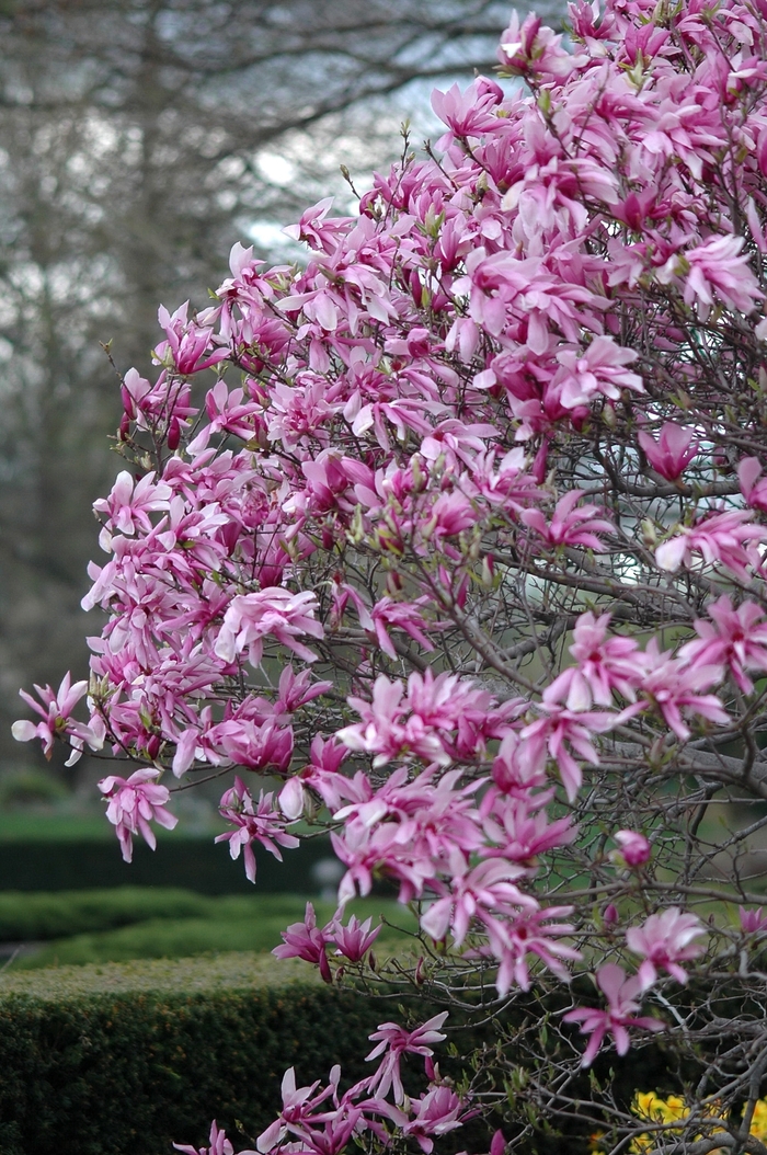 Little Girl 'Ricki' - Magnolia x from E.C. Brown's Nursery Little Girl 'Ricki' - Magnolia x from E.C. Brown's Nursery