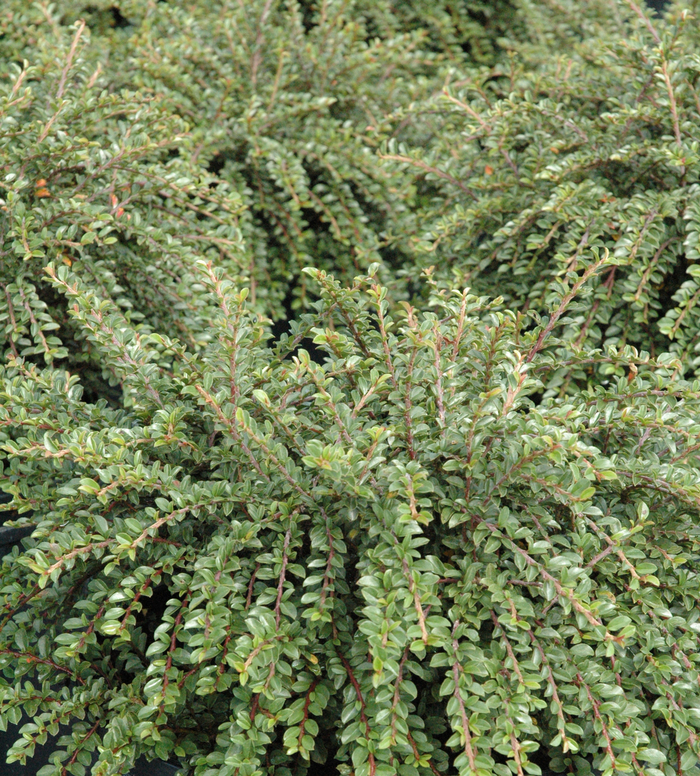 Creeping Cotoneaster - Cotoneaster adpressus 'Little Gem' from E.C. Brown's Nursery Creeping Cotoneaster - Cotoneaster adpressus 'Little Gem' from E.C. Brown's Nursery