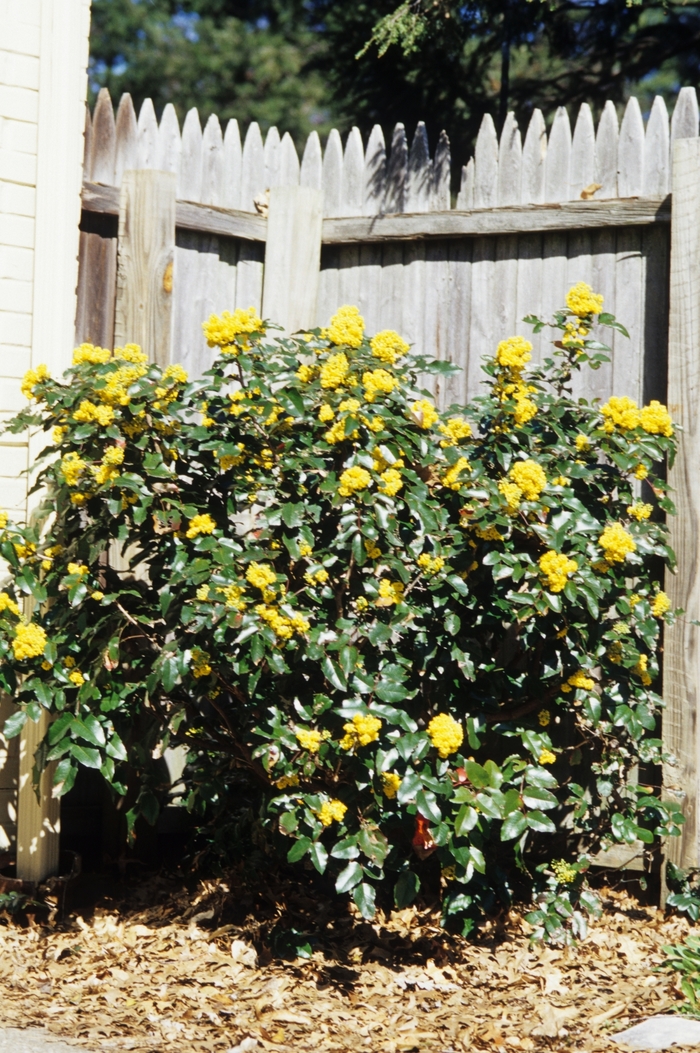Oregon Grape - Mahonia aquifolium from E.C. Brown's Nursery Oregon Grape - Mahonia aquifolium from E.C. Brown's Nursery