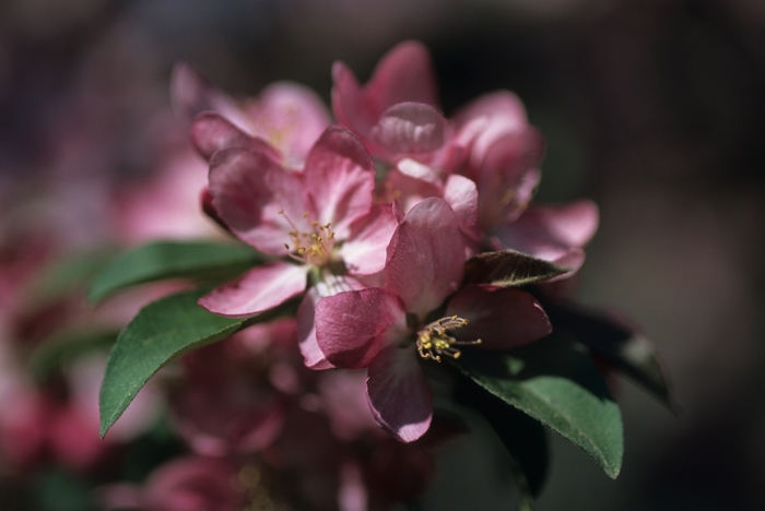 Centurion® Crabapple - Malus hybrid from E.C. Brown's Nursery