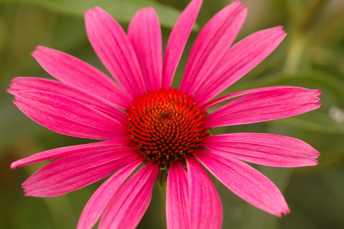 Purple Coneflower - Echinacea purpurea 'Ruby Star (Rubinstern)' from E.C. Brown's Nursery