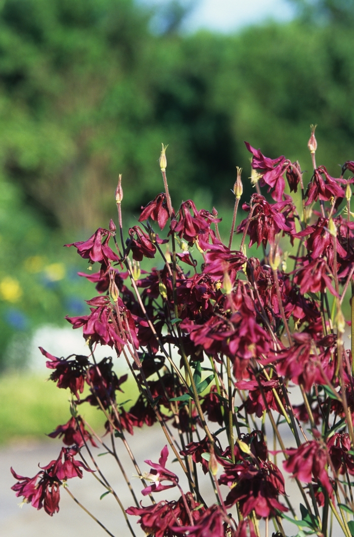 Wild Columbine - Aquilegia canadensis from E.C. Brown's Nursery