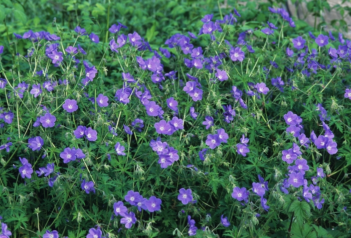 Geranium-Hardy - Geranium 'Brookside' from E.C. Brown's Nursery