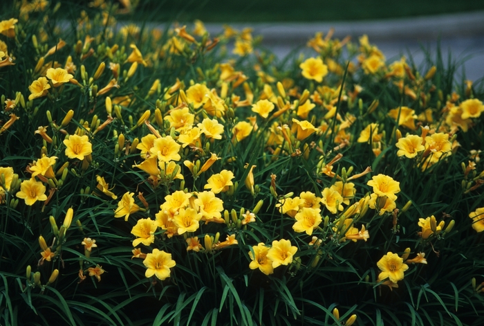 Daylily - Hemerocallis 'Stella d' Oro' from E.C. Brown's Nursery Daylily - Hemerocallis 'Stella d' Oro' from E.C. Brown's Nursery