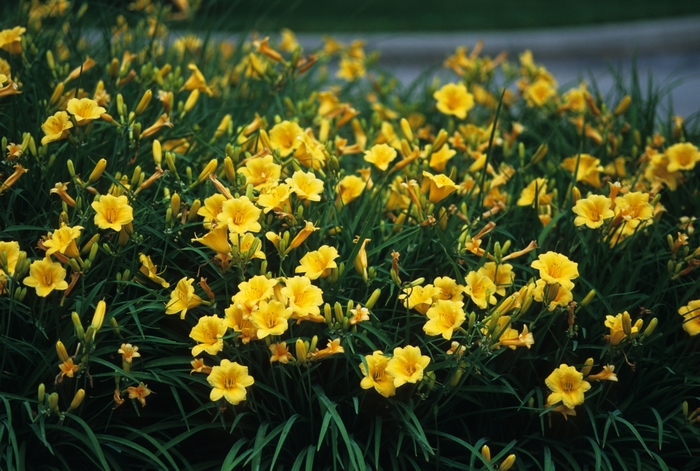 Daylily - Hemerocallis 'Stella d' Oro' from E.C. Brown's Nursery