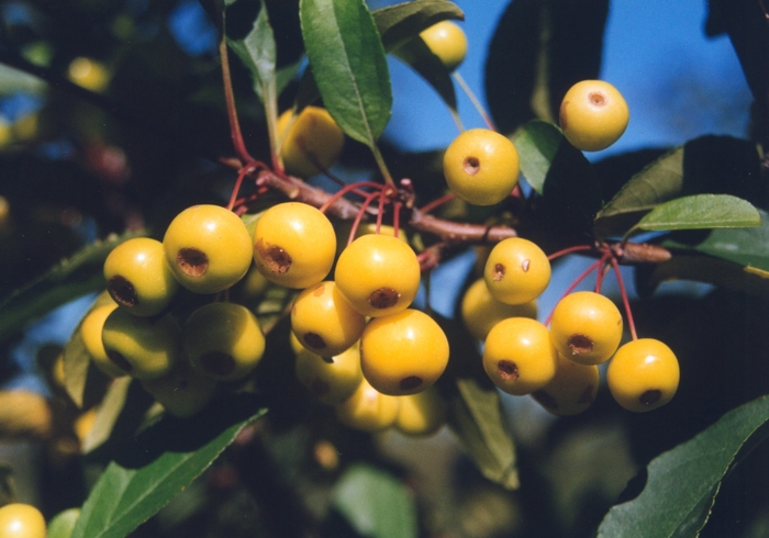 Harvest Gold® Crabapple - Malus 'Harvest Gold' from E.C. Brown's Nursery Harvest Gold® Crabapple - Malus 'Harvest Gold' from E.C. Brown's Nursery