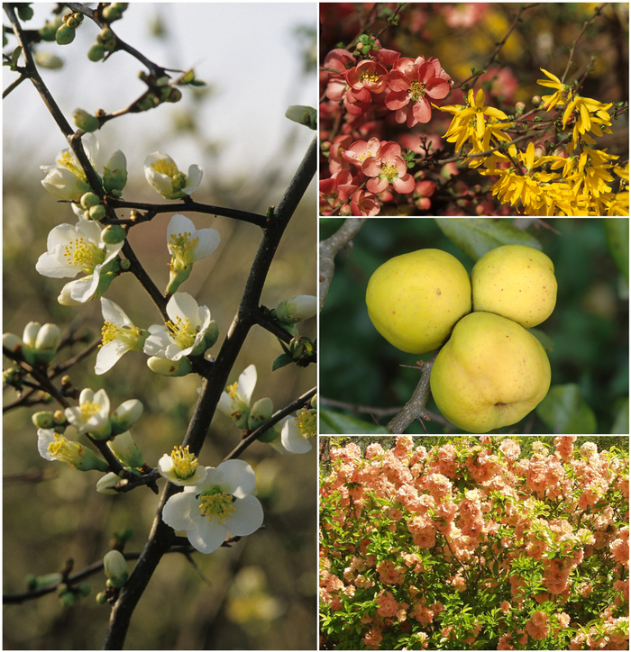 Chaenomeles - Flowering Quince - Multiple Varieties from E.C. Brown's Nursery Chaenomeles - Flowering Quince - Multiple Varieties from E.C. Brown's Nursery