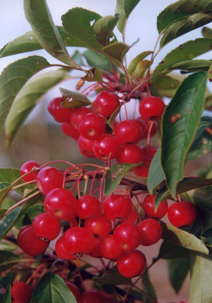 'Snowdrfit' Crabapple - Malus hybrid 'Snowdrift' from E.C. Brown's Nursery