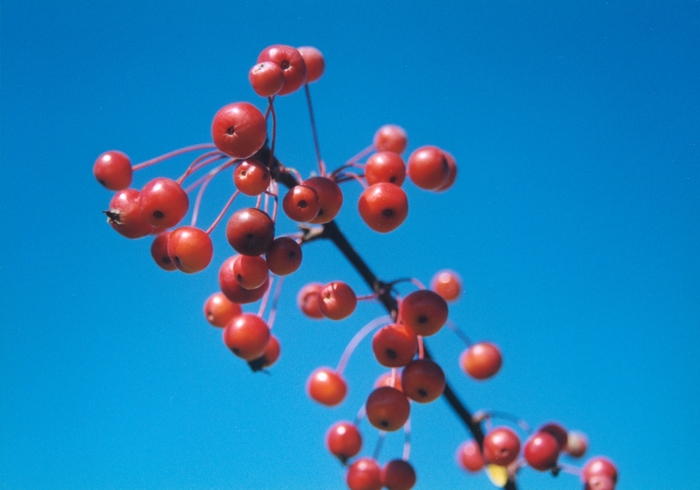 Weeping Candied Apple Crabapple - Malus 'Candied Apple' from E.C. Brown's Nursery Weeping Candied Apple Crabapple - Malus 'Candied Apple' from E.C. Brown's Nursery