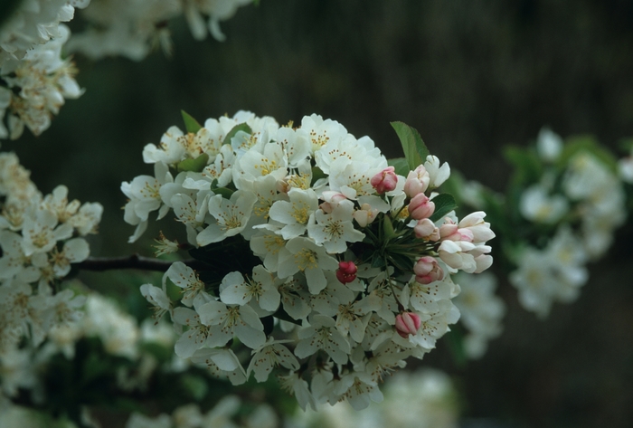 'Tina ' - Malus hybrid from E.C. Brown's Nursery