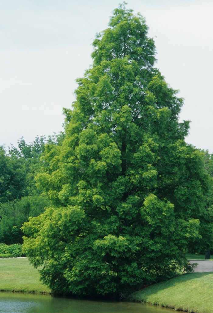 Dawn Redwood - Metasequoia glyptostroboides from E.C. Brown's Nursery