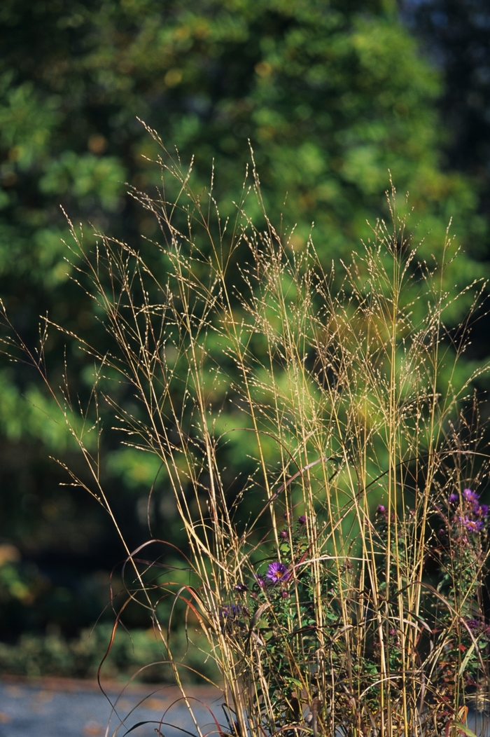 'Rostrahlbusch' Switch Grass - Panicum virgatum from E.C. Brown's Nursery