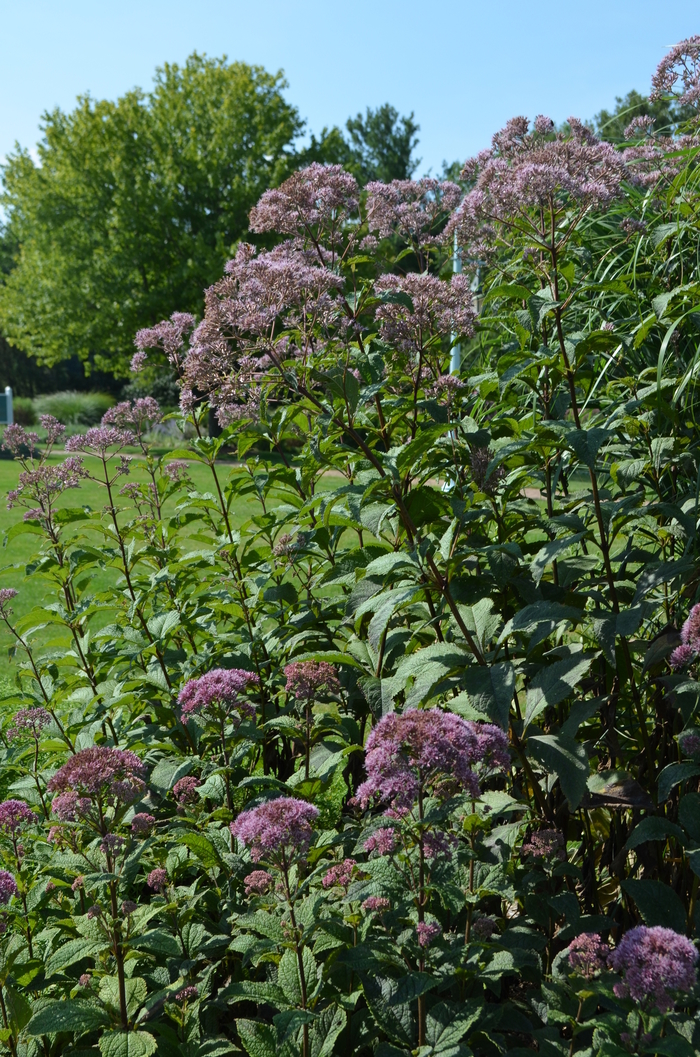 Spotted Joe Pye Weed - Eupatorium purpureum ssp. maculatum 'Gateway' from E.C. Brown's Nursery