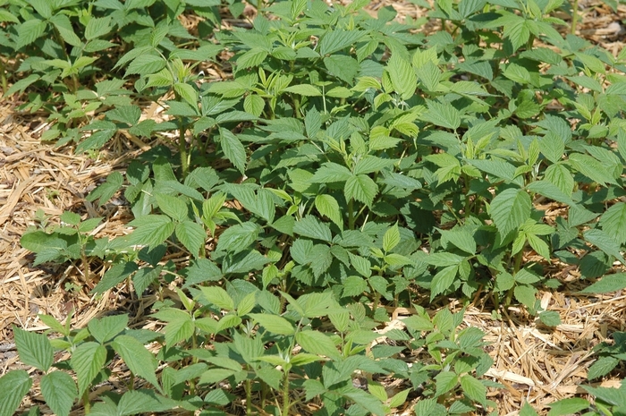 Heritage Raspberry - Rubus idaeus var. strigosus 'Heritage' from E.C. Brown's Nursery Heritage Raspberry - Rubus idaeus var. strigosus 'Heritage' from E.C. Brown's Nursery