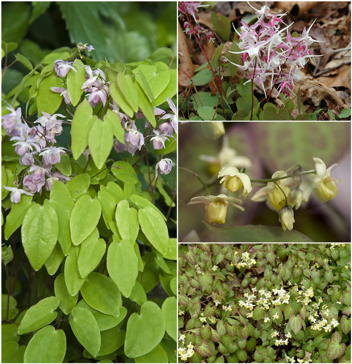 Epimedium - Barrenwort - Multiple Varieties from E.C. Brown's Nursery