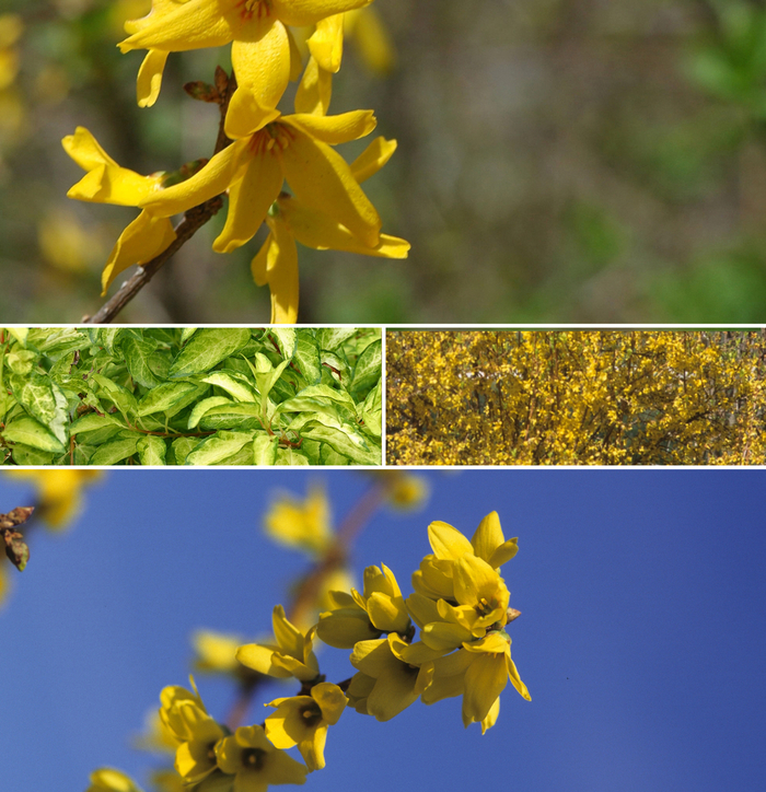 Forsythia - Forsythia 'Multiple Varieties' from E.C. Brown's Nursery Forsythia - Forsythia 'Multiple Varieties' from E.C. Brown's Nursery