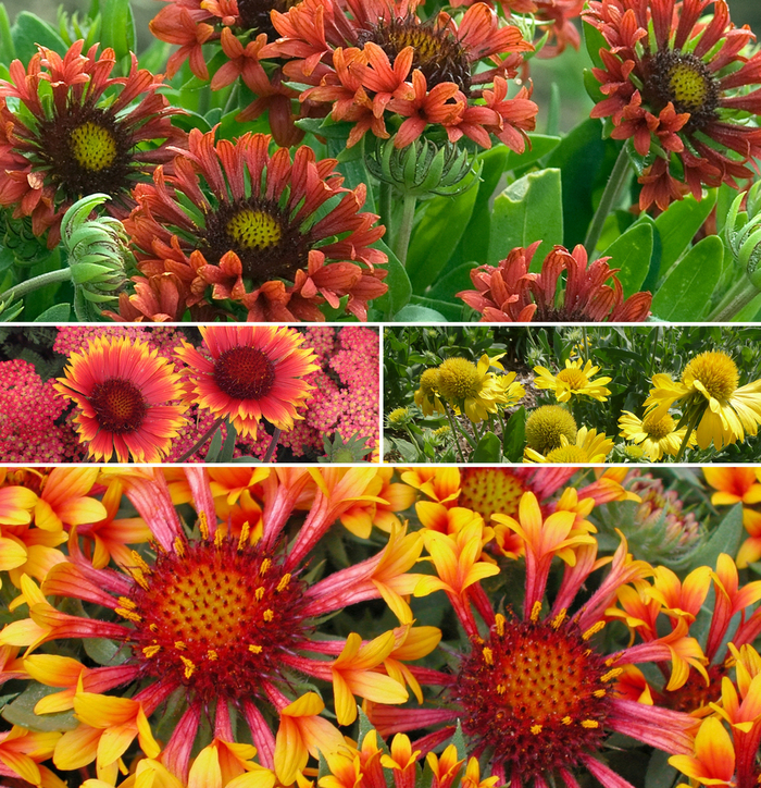 Multiple Varieties Assorted, Blanket Flower - Gaillardia 'Multiple Varieties' (Assorted, Blanket Flower) from E.C. Brown's Nursery