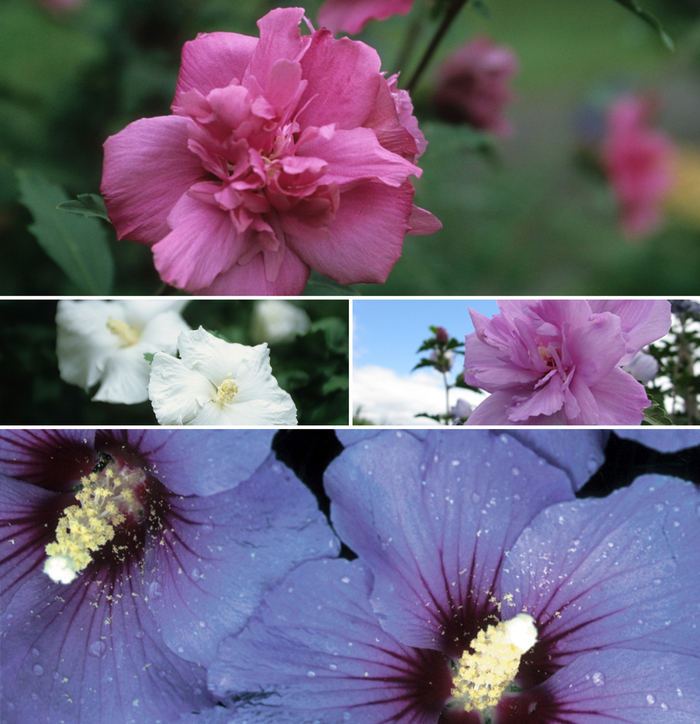 Multiple Varieties Rose of Sharon - Hibiscus syriacus 'Multiple Varieties' (Rose of Sharon) from E.C. Brown's Nursery Multiple Varieties Rose of Sharon - Hibiscus syriacus 'Multiple Varieties' (Rose of Sharon) from E.C. Brown's Nursery