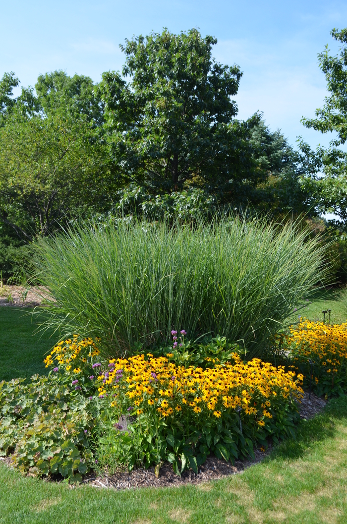 Switch grass - Panicum virgatum 'Cloud Nine' from E.C. Brown's Nursery