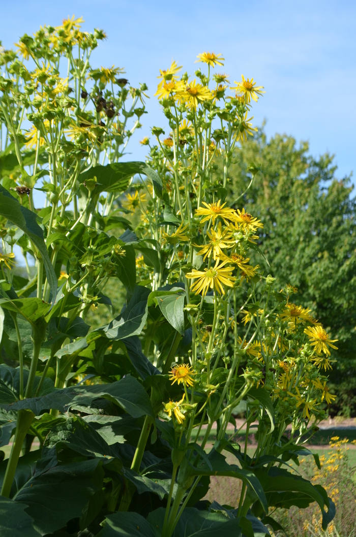 Cup Plant - Silphium perfoliatum from E.C. Brown's Nursery Cup Plant - Silphium perfoliatum from E.C. Brown's Nursery