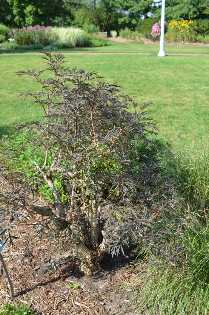 Elderberry - Sambucus nigra from E.C. Brown's Nursery Elderberry - Sambucus nigra from E.C. Brown's Nursery