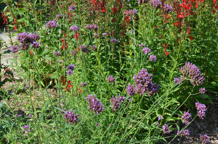 Korean Angelica - Angelica gigas from E.C. Brown's Nursery