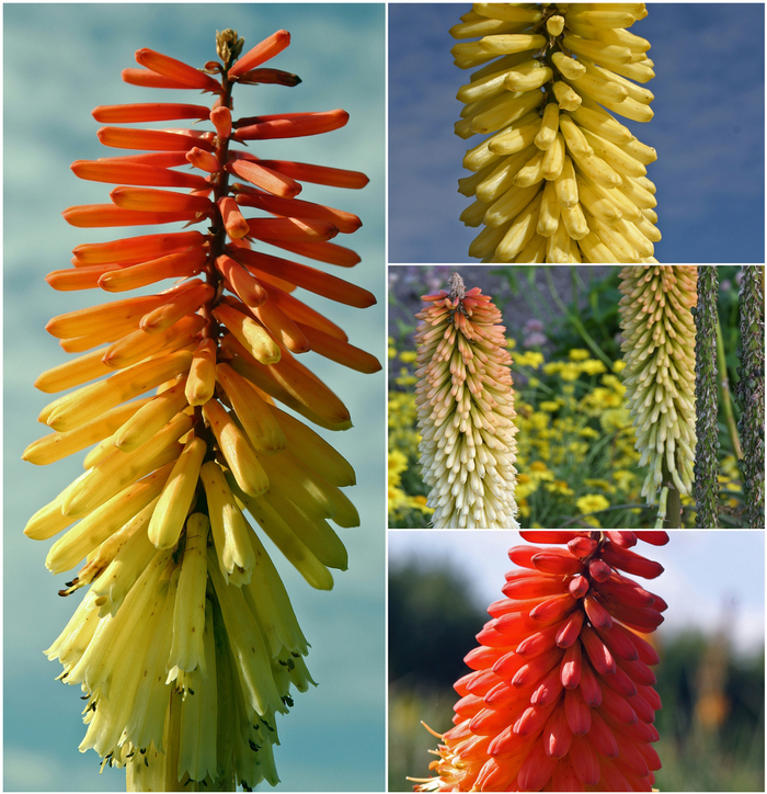 'Multiple Varieties' Red Hot Poker - Kniphofia from E.C. Brown's Nursery 'Multiple Varieties' Red Hot Poker - Kniphofia from E.C. Brown's Nursery