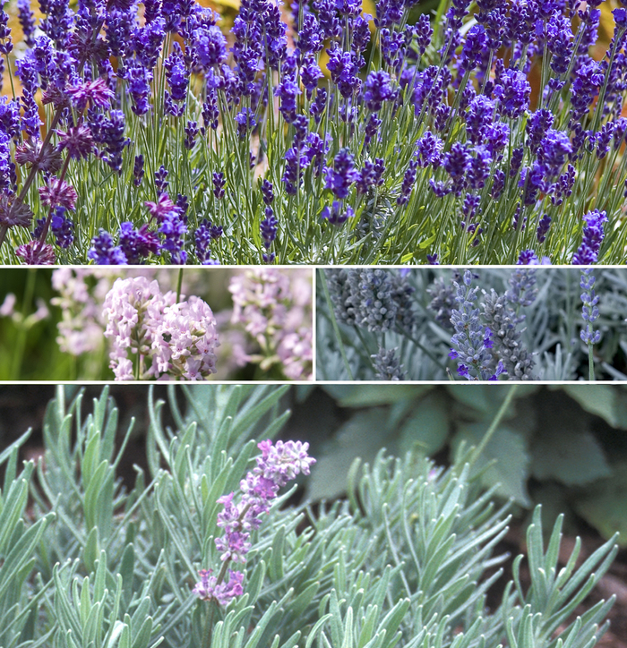 Lavender - Multiple Varieties from E.C. Brown's Nursery