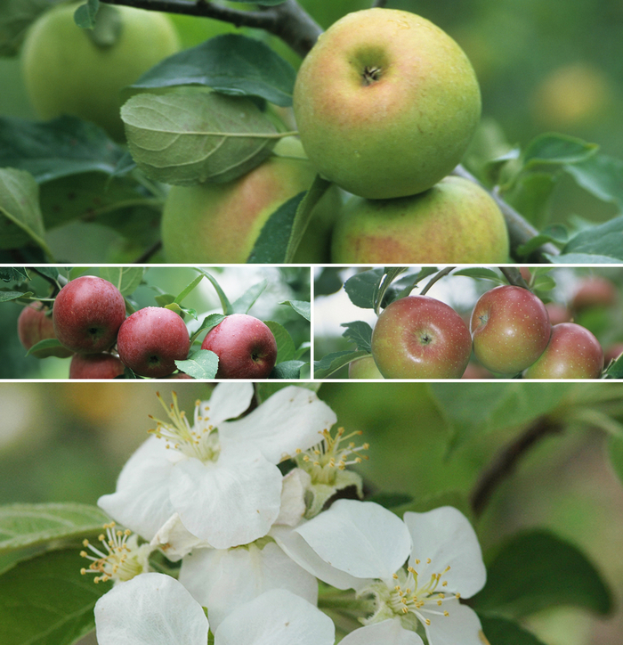 Apple - Multiple Varieties from E.C. Brown's Nursery