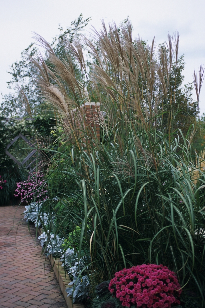 Rigoletto Grass - Miscanthus sinensis 'Rigoletto' from E.C. Brown's Nursery