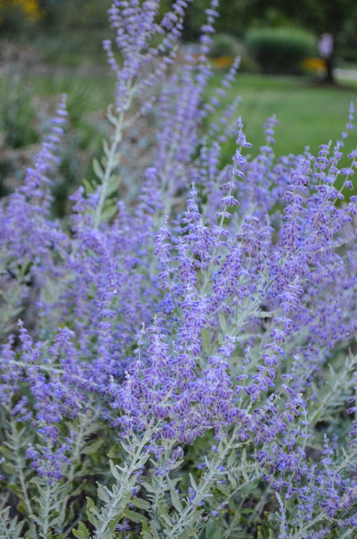 Russian Sage - Perovskia atriplicifolia (Russian Sage) from E.C. Brown's Nursery Russian Sage - Perovskia atriplicifolia (Russian Sage) from E.C. Brown's Nursery