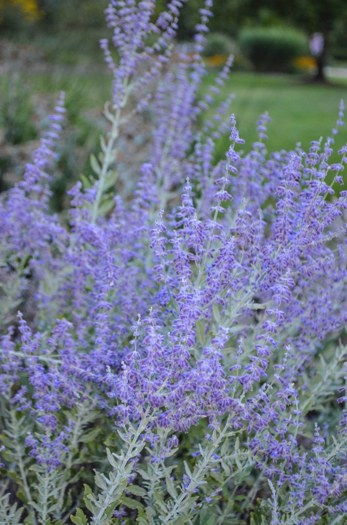 Russian Sage - Perovskia atriplicifolia (Russian Sage) from E.C. Brown's Nursery