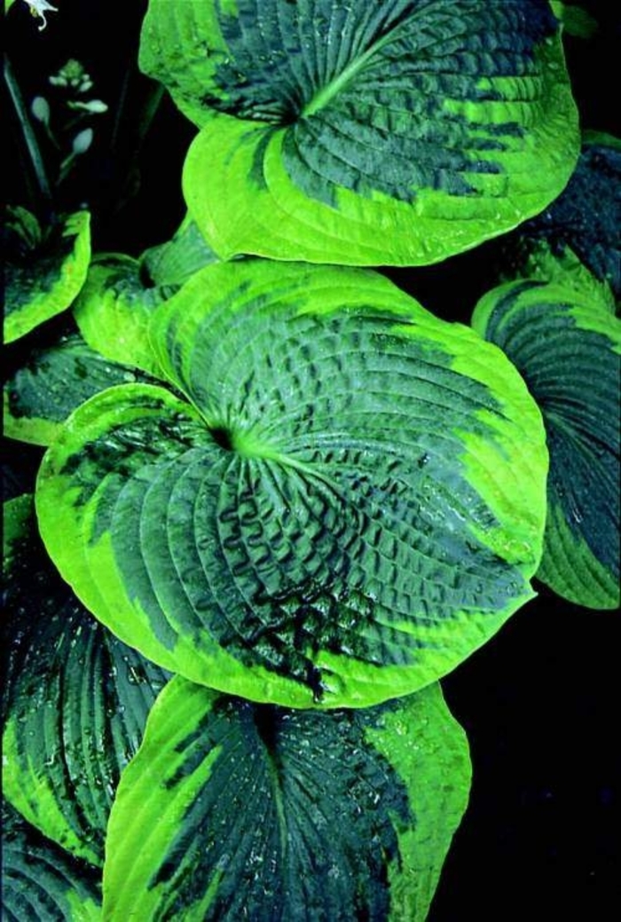 Hosta, Plantain Lily - Hosta venusta (Hosta, Plantain Lily) from E.C. Brown's Nursery