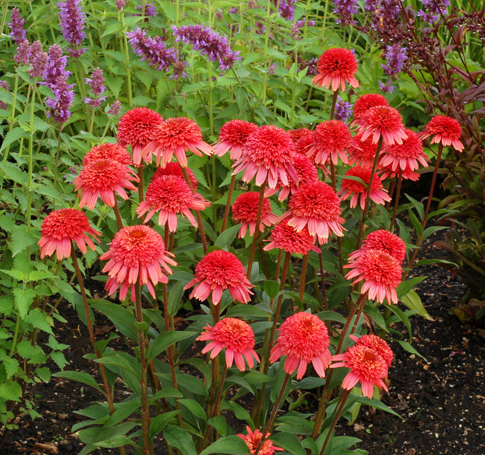 Coneflower - Echinacea 'Supreme™ Flamingo' from E.C. Brown's Nursery Coneflower - Echinacea 'Supreme™ Flamingo' from E.C. Brown's Nursery