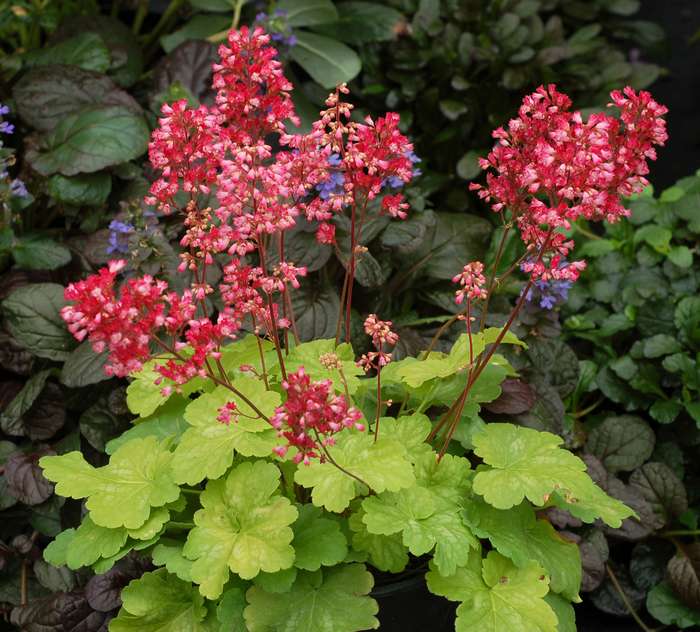 Coral Bells - Heuchera 'Little Cutie™ Sweet Tart' from E.C. Brown's Nursery Coral Bells - Heuchera 'Little Cutie™ Sweet Tart' from E.C. Brown's Nursery