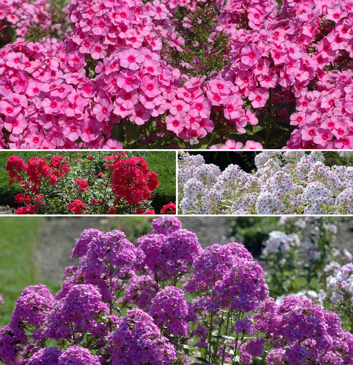 Assorted Garden Phlox - Phlox paniculata from E.C. Brown's Nursery Assorted Garden Phlox - Phlox paniculata from E.C. Brown's Nursery