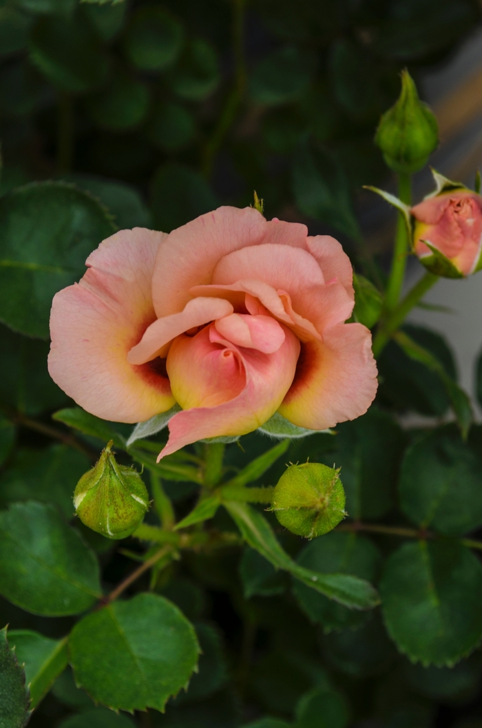 Eyeconic® Pink Lemonade - Rosa 'Sprolempink' PP23581 from E.C. Brown's Nursery Eyeconic® Pink Lemonade - Rosa 'Sprolempink' PP23581 from E.C. Brown's Nursery