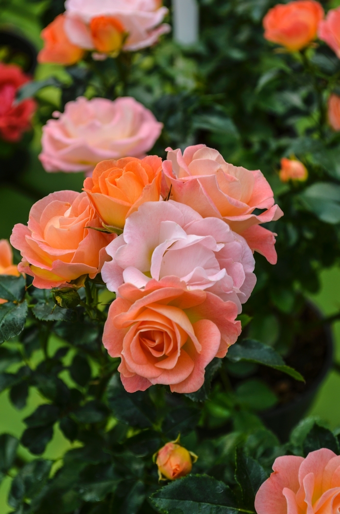 Peach Drift® - Shrub Rose from E.C. Brown's Nursery