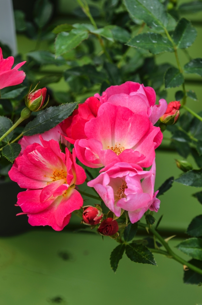 Pink Drift® - Rosa 'Meijocos' PP18874, CPBR 4874 from E.C. Brown's Nursery