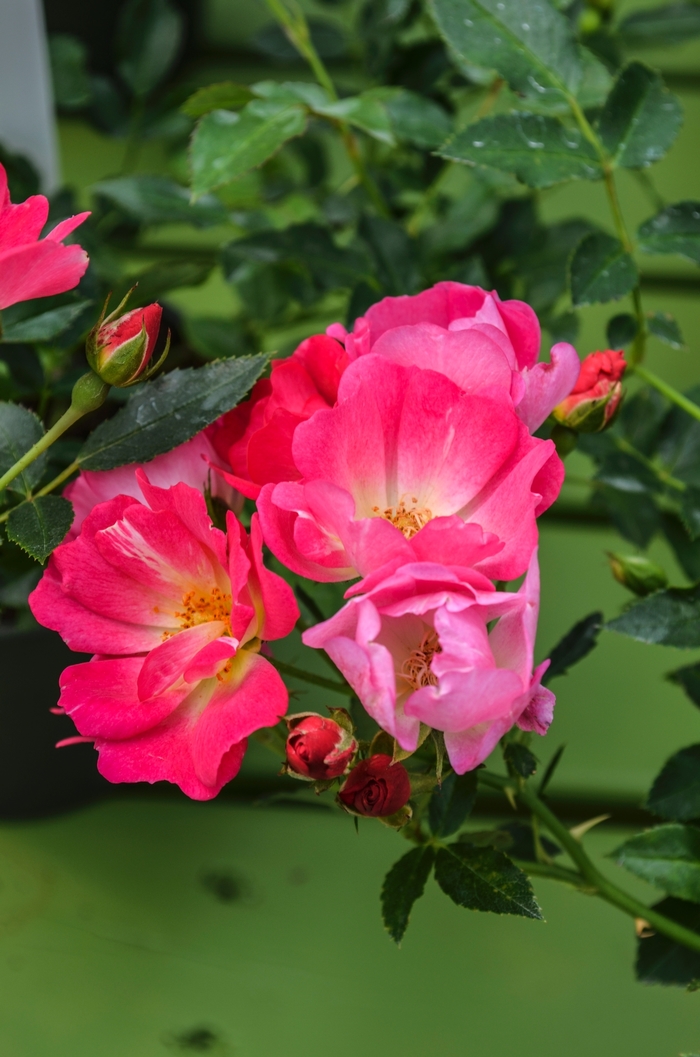 Pink Drift® - Rosa 'Meijocos' PP18874, CPBR 4874 from E.C. Brown's Nursery Pink Drift® - Rosa 'Meijocos' PP18874, CPBR 4874 from E.C. Brown's Nursery