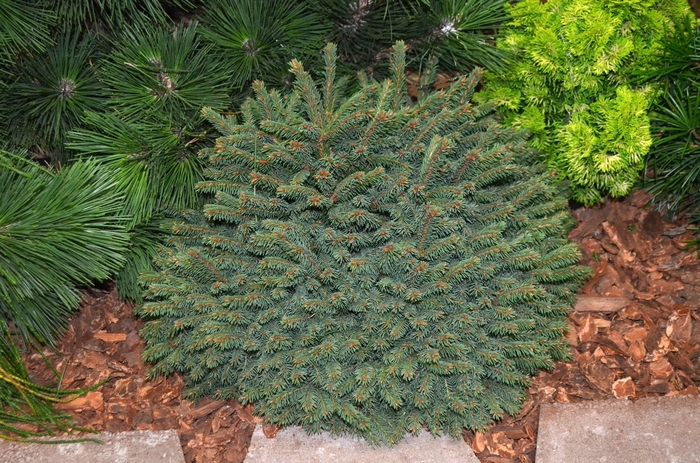 'Elegans' - Picea abies from E.C. Brown's Nursery