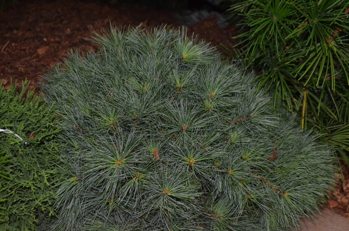 Dwarf Eastern White Pine - Pinus strobus 'Blue Shag' from E.C. Brown's Nursery