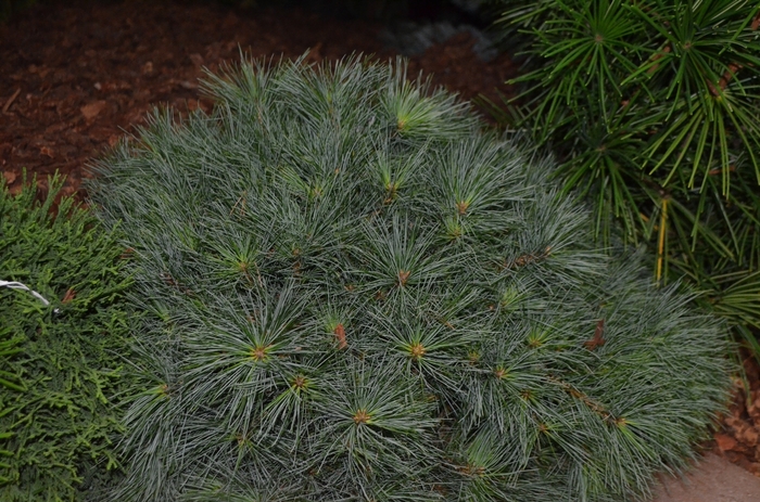Dwarf Eastern White Pine - Pinus strobus 'Blue Shag' from E.C. Brown's Nursery Dwarf Eastern White Pine - Pinus strobus 'Blue Shag' from E.C. Brown's Nursery