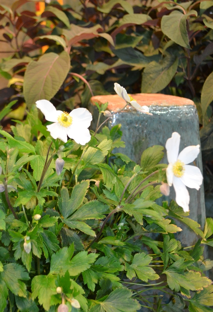 Anemone - Anemone x 'Wild Swan' from E.C. Brown's Nursery